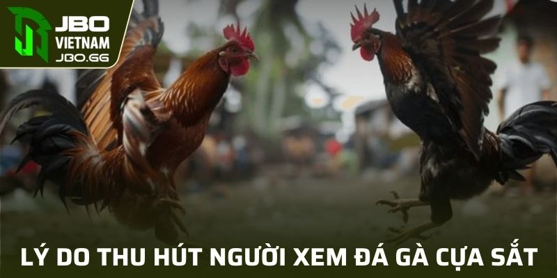 Lý do thu hút người xem đá gà cựa sắt